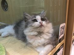 -momokira米努特·德文卷毛猫·棉花面纱犬