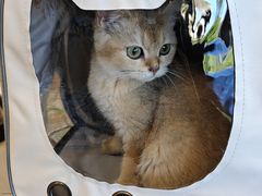 -瑞鹏宠物医院(大运分院)