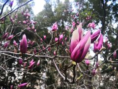 -深圳国际园林花卉博览园