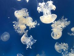 -海合安成都极地海洋公园