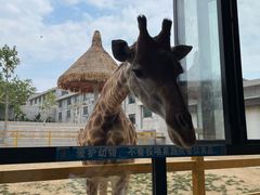 -西霞口神雕山野生动物世界