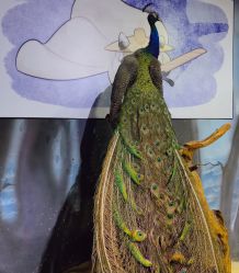 -酷嗒动物文化乐园(cutezoo西溪乐天城店)