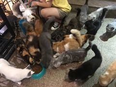 -more than meow吴止猫主题餐厅(承德 中船汇店)