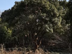 -杭州黄龙洞