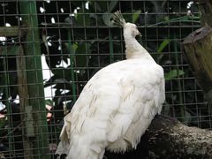 -瑞丽独树成林风景区