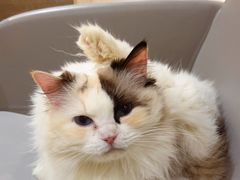 -藏猫猫咖啡主题馆(中央大道店)