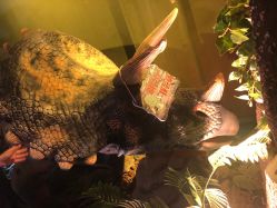 -恐龙探索乐园(磁器口店)