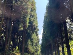 -武陵山森林公园