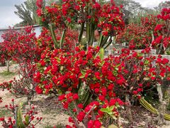 -松山湖梦幻百花洲