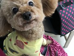 -爱侣宠医·鹦鹉专科·小型哺乳类·异宠专科(灵石路店)