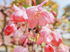 -贡湖湾湿地公园