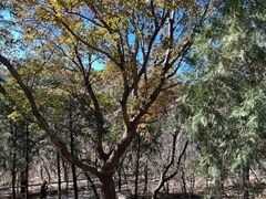 -北京西山国家森林公园