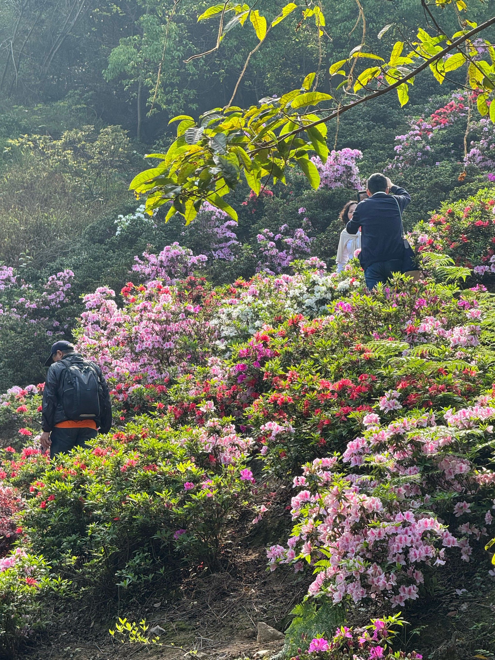 记录下满是杜鹃花的春天