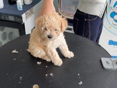 -嘉馨宠物医院·CT影像转诊·心脏科·犬猫全科诊疗中心(下沙大学城院区)