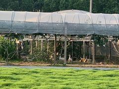 -美家乐农庄·露营·团建(大治路店)