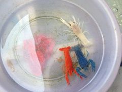 iphone_upload_pic-清平路水族市场