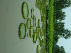 android_upload_pic-白洋淀景区