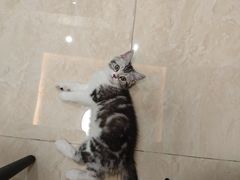 -lincat·猫舍(广州店)