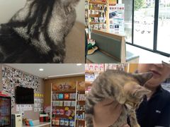 -艾贝尔宠物医院·24H转诊中心·肿瘤猫专科(江宁双龙店)