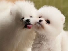 -帕帕拉兹宠物(亚洲旗舰店)