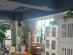 -东方名猫馆·英短金渐层布偶猫舍(环线广场1号楼店)