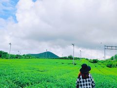 -雪绿茶博物馆