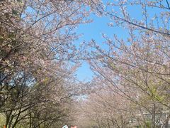 -高东镇樱花园
