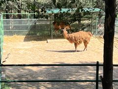 -青藏高原野生动物园
