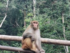 -西双版纳原始森林公园