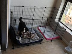 -翊宠yipet猫狗购宠庄园犬舍•猫舍