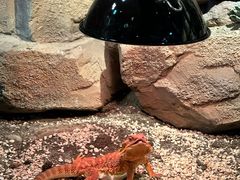 -帕帕拉兹宠物(亚洲旗舰店)