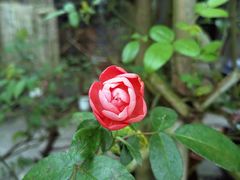 -三圣花乡旅游区