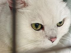 -美联众合动物医院·24h转诊中心