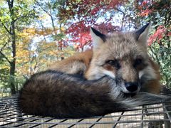 -宫城藏王狐狸村