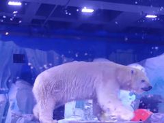 -上海海昌海洋公园-冰山北极馆