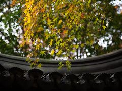 -秋霞圃