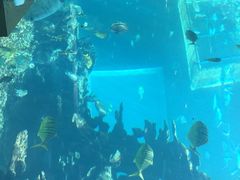 -海棠湾洲际-涛·海底餐厅·美人鱼·自助餐·海底隧道