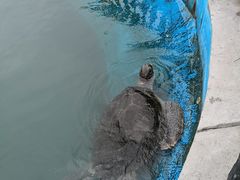 -广东惠东海龟国家级自然保护区