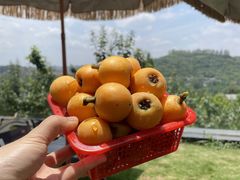 -桃源山庄·水蜜桃采摘·柴火鸡·烧烤团建(龙泉山店)