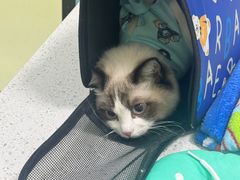 -天宠宠物医院24小时·急重症诊疗中心·全科·腔镜特色(和平分院)