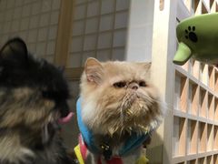 -小时光咖啡馆(开森度假森林店)