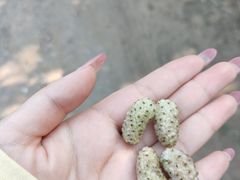 -御林古桑园