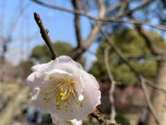 -无锡梅园公园