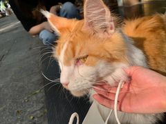 -袖虎宠物·金渐层缅因猫舍(灵芝店)