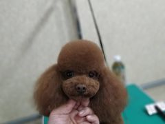 -优缇多格专业宠物美容师培训学校