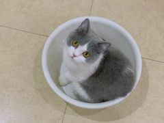 -猫大福·Fortune Cat猫舍(百子湾店)