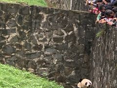-都江堰中华大熊猫苑
