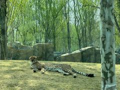 -北京野生动物园