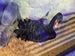 -酷嗒动物文化乐园(cutezoo西溪乐天城店)