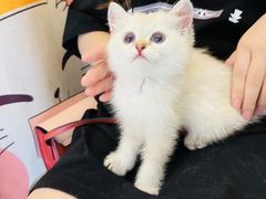 -欣宠猫屋·矮脚拿破仑·蓝金金渐层